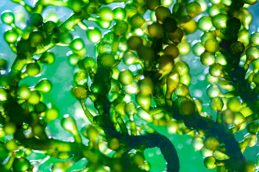 Algae can be turned into crude algae oil for energy