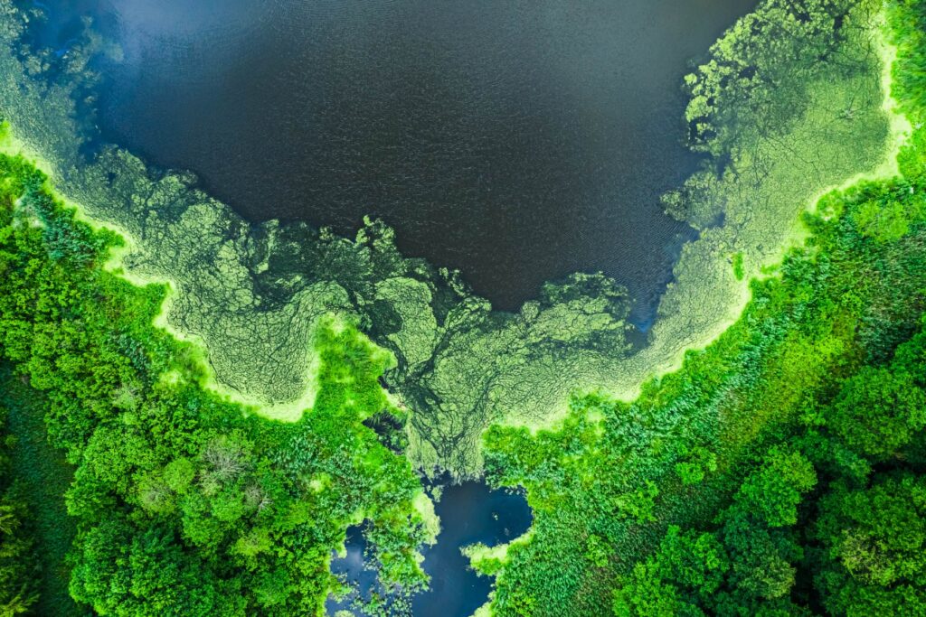 Algae Blooming - A next generation oil energy source