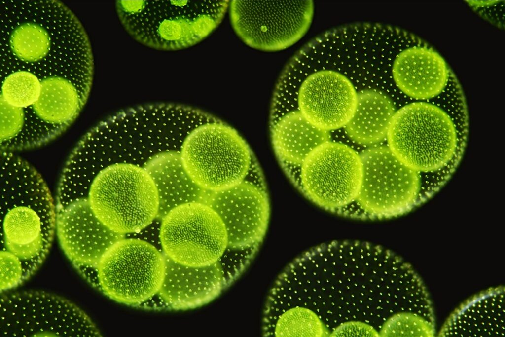 Micro Algae - a hidden source of energy