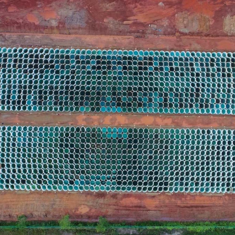 Next Generation Oil - Algae Oil Energy