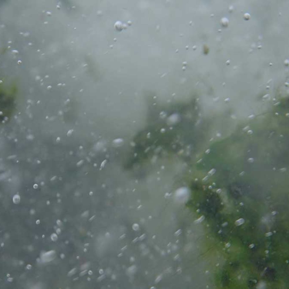 Next Generation Oil - Algae Cultivation and Harvest