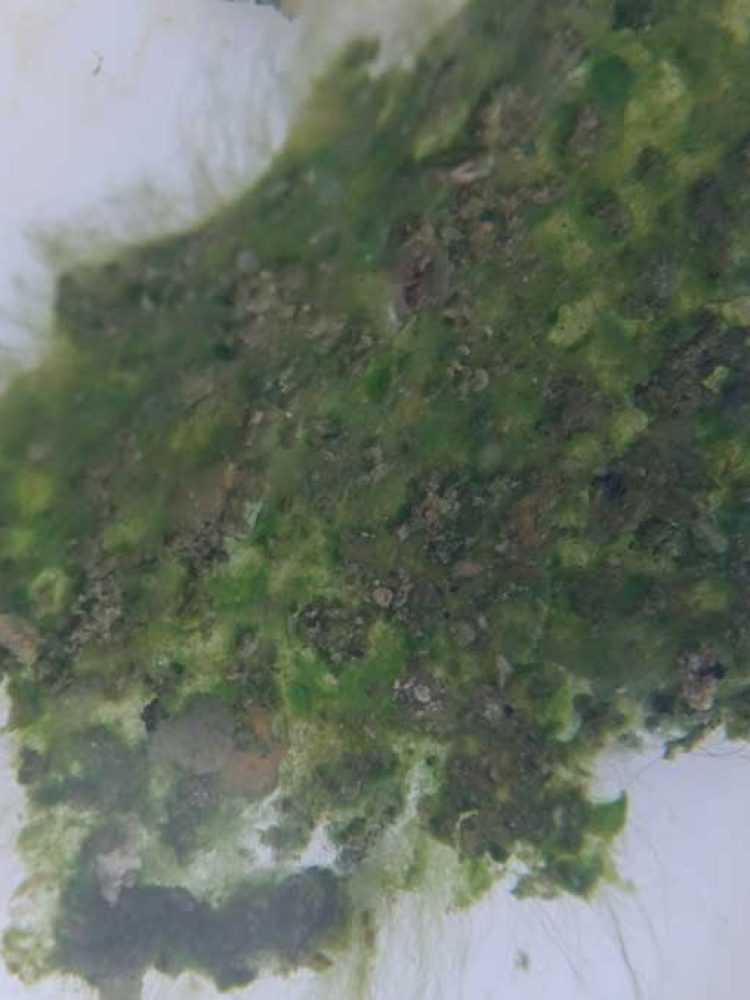Next Generation Oil - Algae Oil Energy
