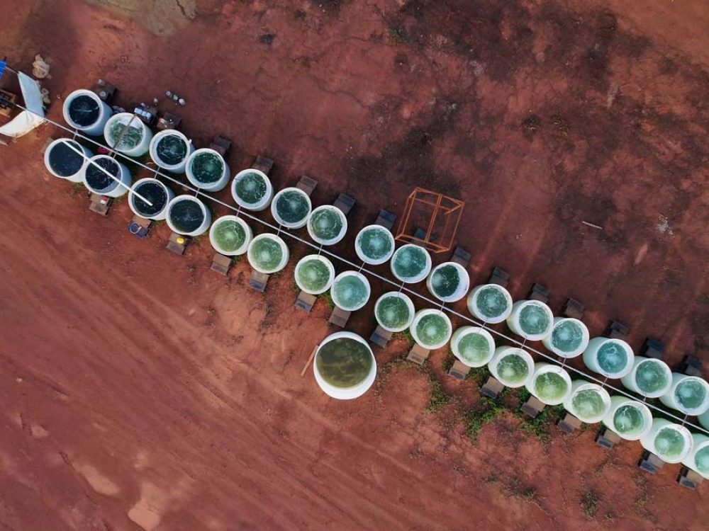 Next Generation Oil - Algae Cultivation and Harvest - Nursery