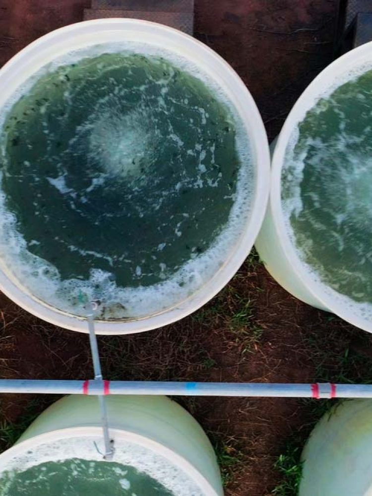 Next Generation Oil - Algae Oil Energy
